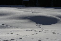 2007_Spluegen