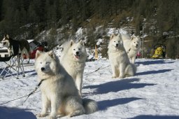 2007_Spluegen