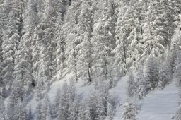 2008_Spluegen