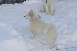 2008_Spluegen