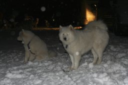 2008_Spluegen