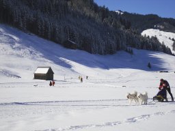 2008_Studen
