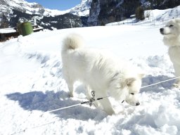 Kandersteg 2014 WM