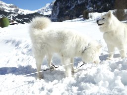 Kandersteg 2014 WM