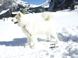 Kandersteg 2014 WM