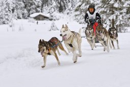 Kandersteg 2014 WM