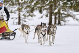 Kandersteg 2014 WM