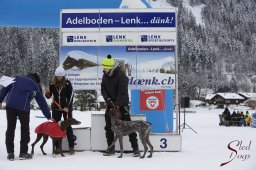 Lenk 2015