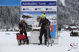 Lenk 2015