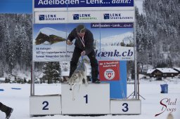 Lenk 2015