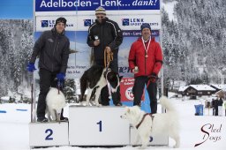 Lenk 2015